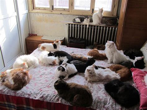 火意思 夢到很多小貓